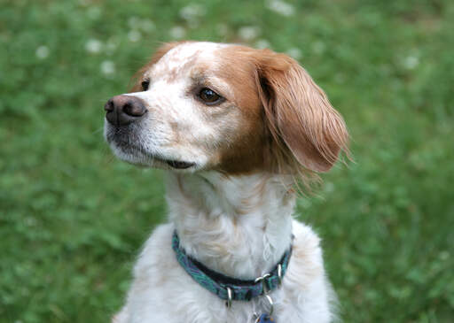 A close up of a brittany's lovely short head and soft, light coat