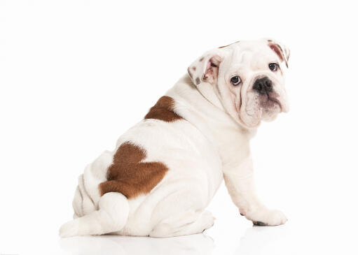 A young english bulldog puppy with a beautiful, white and brown coat