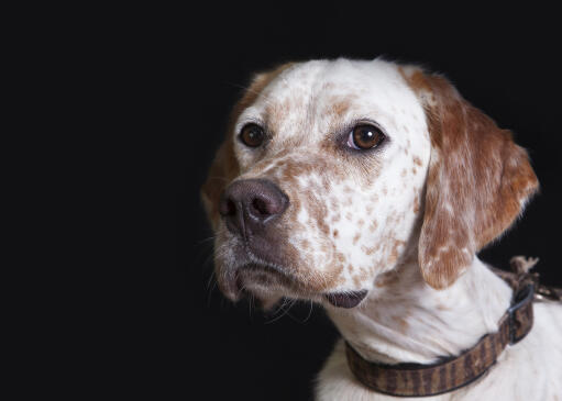 A close up of an english setter's beautiful, soft, white and brown coat