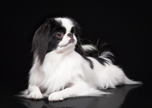 A japanese chin lying down, showing off it's lovely long ears and short nose