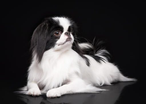 Chin Dogs | Dog Breeds