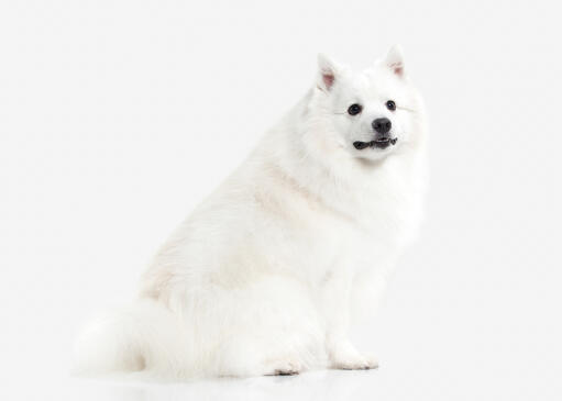 A japanese spitz sitting patienty waiting for some attention