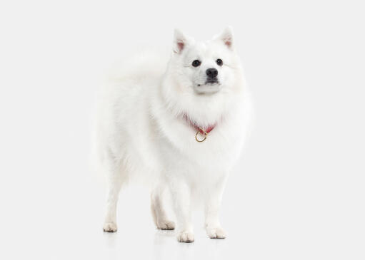 A japanese spitz standing tall showing off it's bushy tail and pointed ears