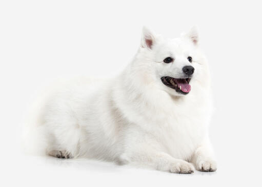 A beautiful adult japanese spitz lying down neatly, showing off it's thick coat