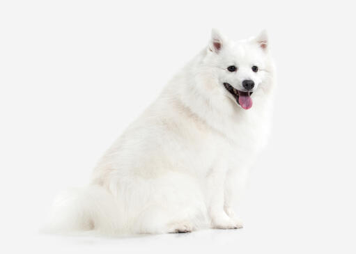 A healthy adult japanese spitz with an incredible thick white coat