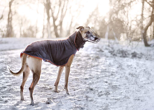 A healthy, adult whippet enjoying a walk outside in the Snow