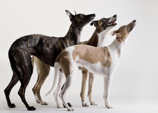 Three beautiful, little whippets, looking up at their owner for some attention