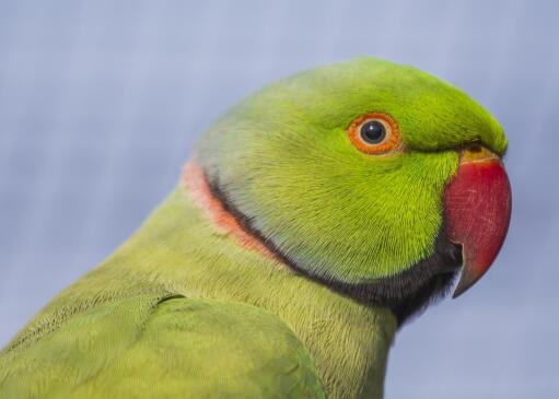 A close up of a rose ringed parakeet beautiful, little eyes