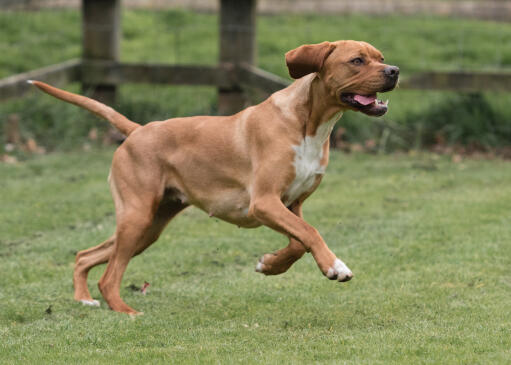 Portuguese-pointer-running