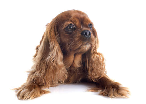 A young brown coated cavalier king charles spaniel with beautiful soft coat