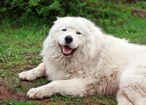 A big shaggy maremma sheepdog lying down