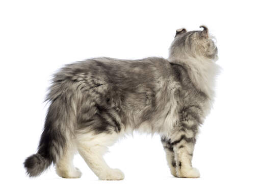 A fluffy american curl cat with its ears curled back