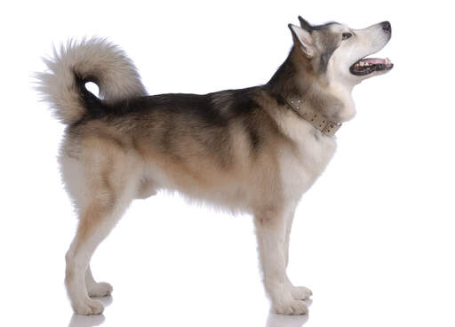 An adult alaskan malamute standing strong