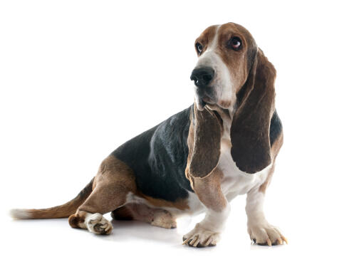 A lovely adult basset hound waiting for some attention