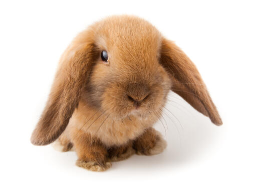 A mini lop rabbit with red fur and beautiful dark eyes