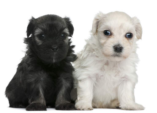 Two wonderful little lowchen puppies sitting together