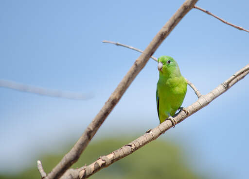 A blue winged parrotlet's wonderful yellow and green chest feathers