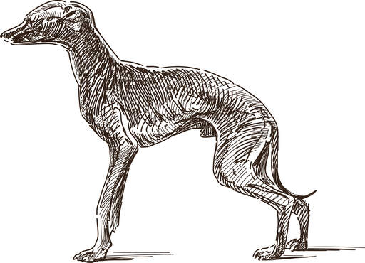 A scetch of an italian greyhound