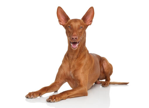 An excited pharaoh hound, ears perked and ready to play