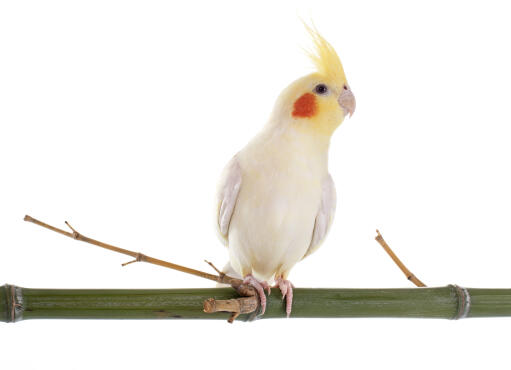 A wonderful cockatiel perching on a branch