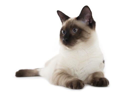 A happy siamese cat relaxing