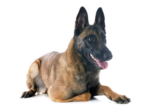 A mature adult belgian malinois