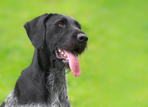 An adult german wirehaired pointer's beautful head