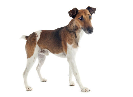 A smooth fox terrier standing tall, showing off it's wonderful long legs