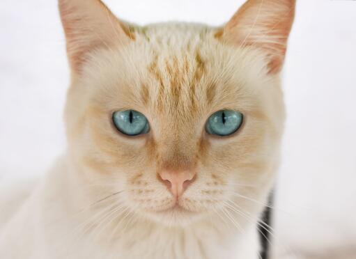 Ginger ojos azules with intense eyes looking straight ahead