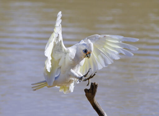 A beautiful, white little corella's powerful feet