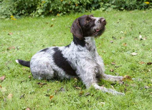 A lovely german wirehaired pointer, waiting for a command