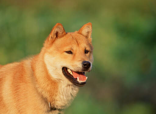 A close up of a korean jindo's incredible thick brown coat and pointed ears