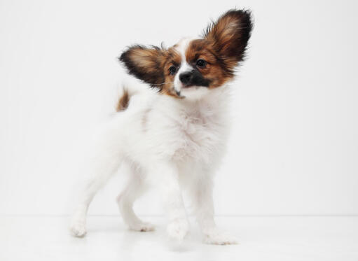 A scruffy little papillon up to mischief