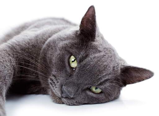 The angellic face of a russian blue