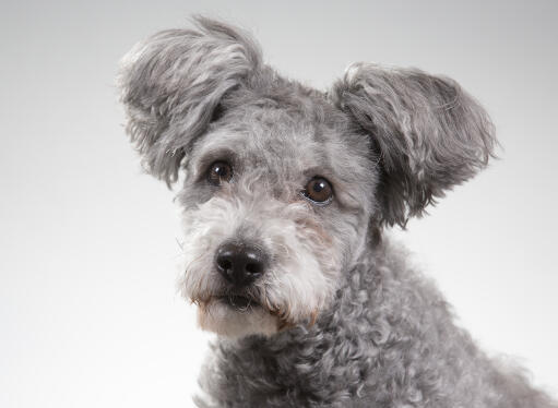 A hungarian pumi with lovely bright eyes and fluffy ears