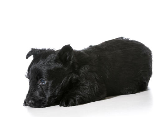 A GorGeous, little, black scottish terrier puppy resting on the floor