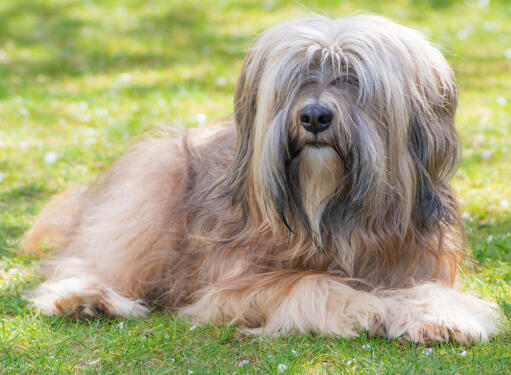 A tibetan terrier with a wonderful fringe and scruffy beard lying on the grass
