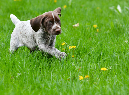 A GorGous german short haired pointer puppy in the grass