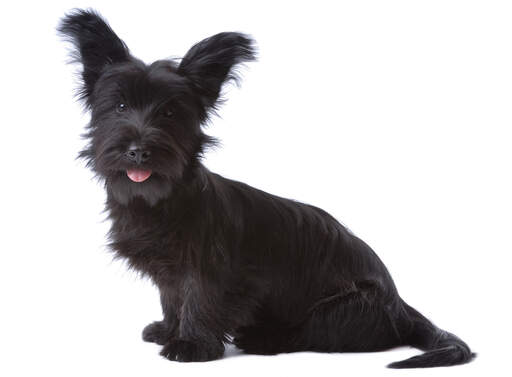 A black skye terrier with a beautifully groomed coat and neat beard