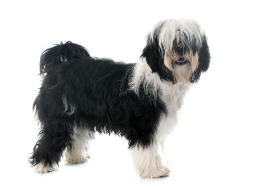 A tibetan terrier with a black and white coat, showing off it's long fringe and bushy tail