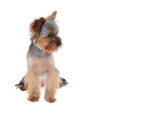 A lovely little yorkshire terrier puppy with a wonderful coat