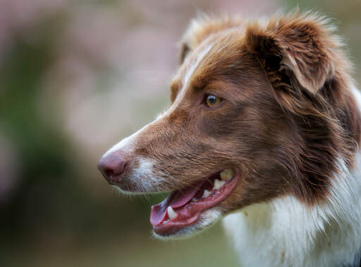 A close up of a border collie's beautiful long nose and soft, brown coat