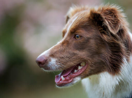 Long coat border collie top