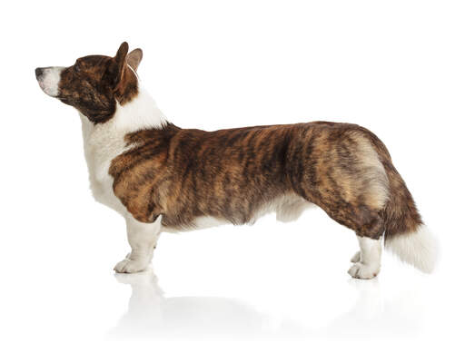 A healthy adult cardigan welsh corgi, showing off it's beautiful, long body