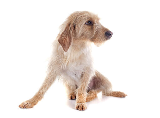 A lovely griffon fauve de bretagne with a sandy coat