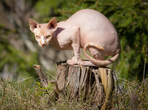 An athletic sphynx cat