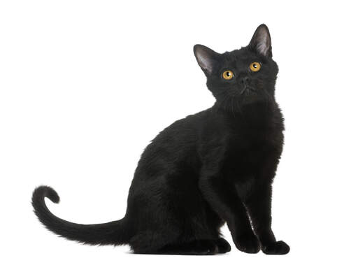 A cute bombay cat sitting down with its tail slightly curled