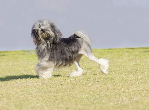 A beautifully groomed adult lowchen trotting across the grass