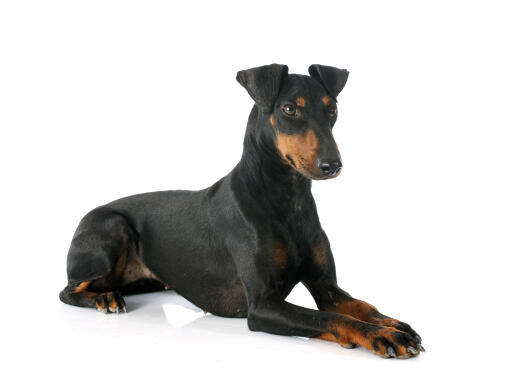 An adult manchester terrier lying down beautifully, with it's paws together