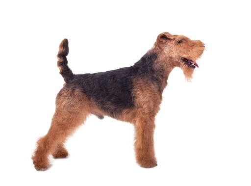 A male welsh terrier showing off it's beautiful short body and long legs